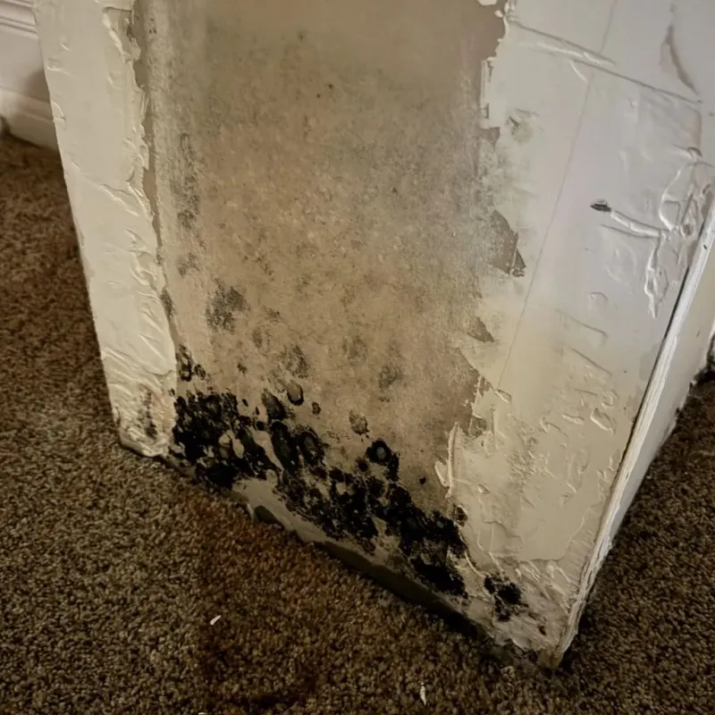 Professional Mold Removal in Independence, MO